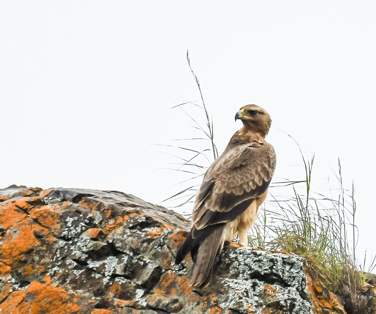 Bonelli's Eagle - ML641795709