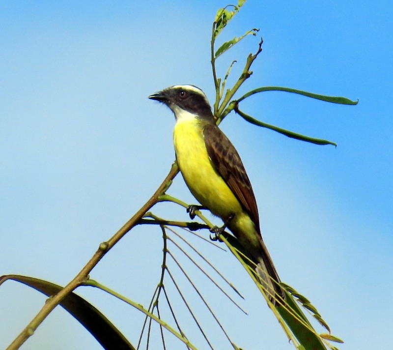 Social Flycatcher - ML641795715