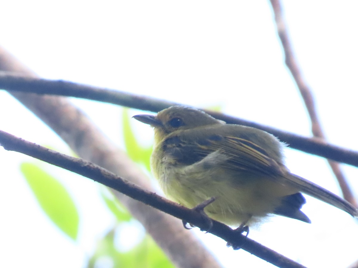 Ochre-lored Flatbill - ML641795719