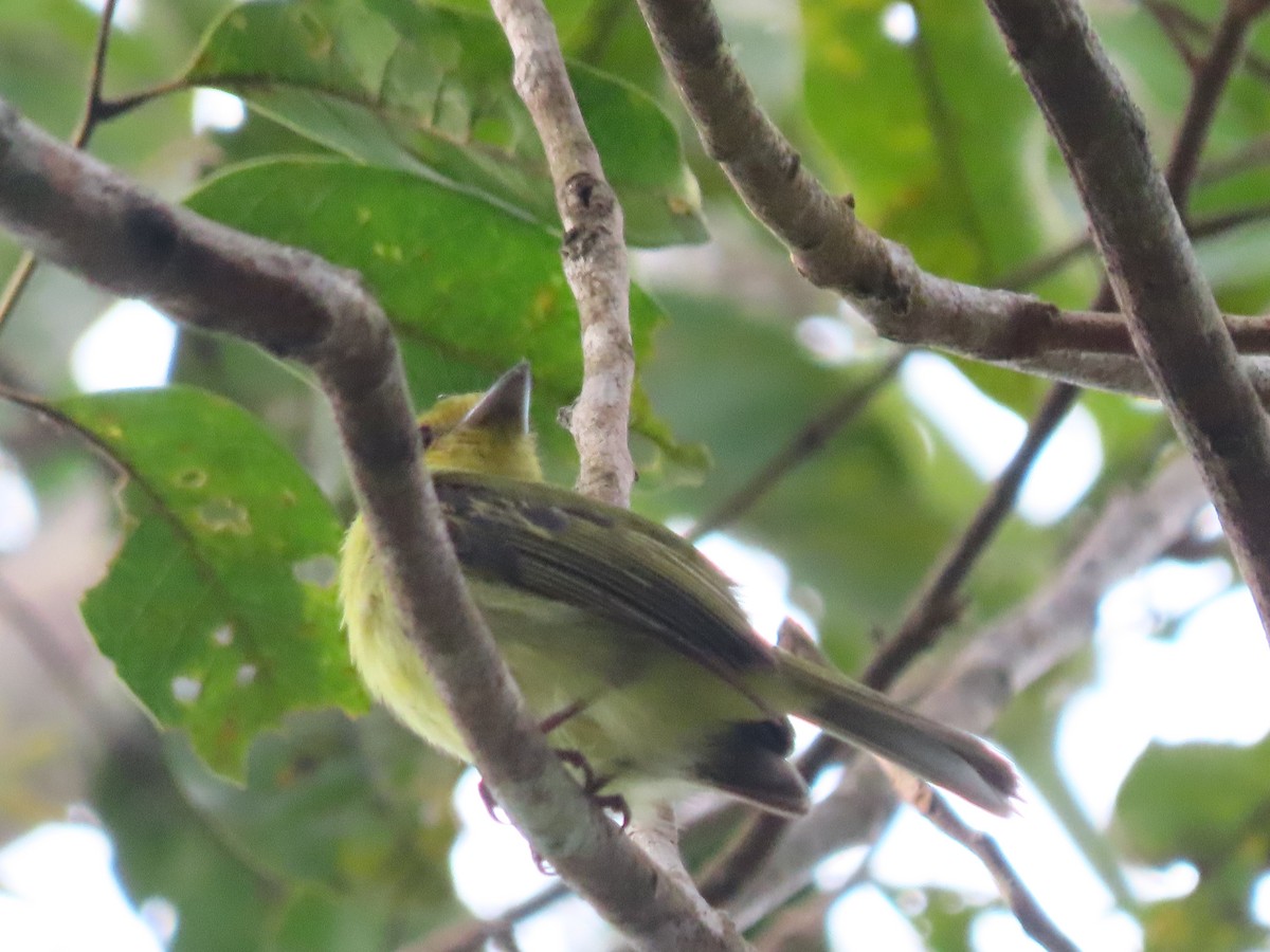 Ochre-lored Flatbill - ML641795720