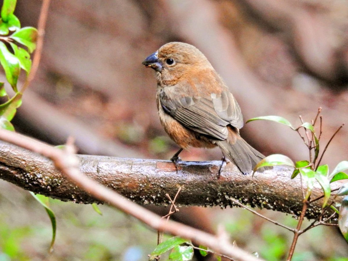 Glaucous-blue Grosbeak - ML641795724