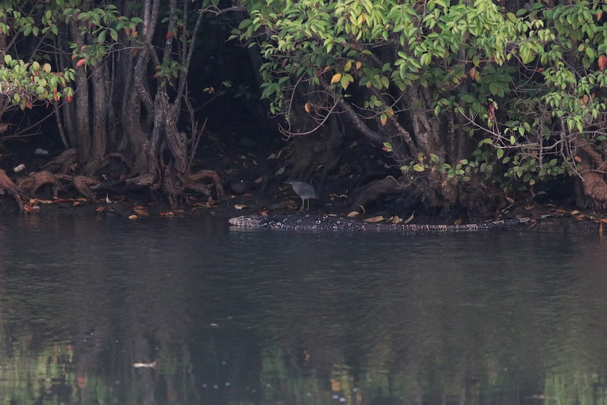 Sri Lankan Water Monitor - ML641795746