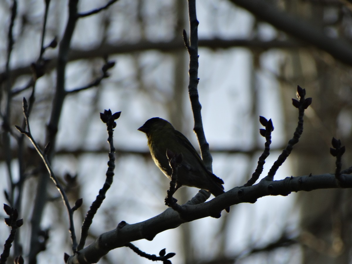 Black-chinned Siskin - ML641795825