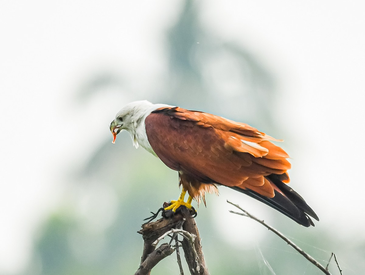 Brahminy Kite - ML641795850