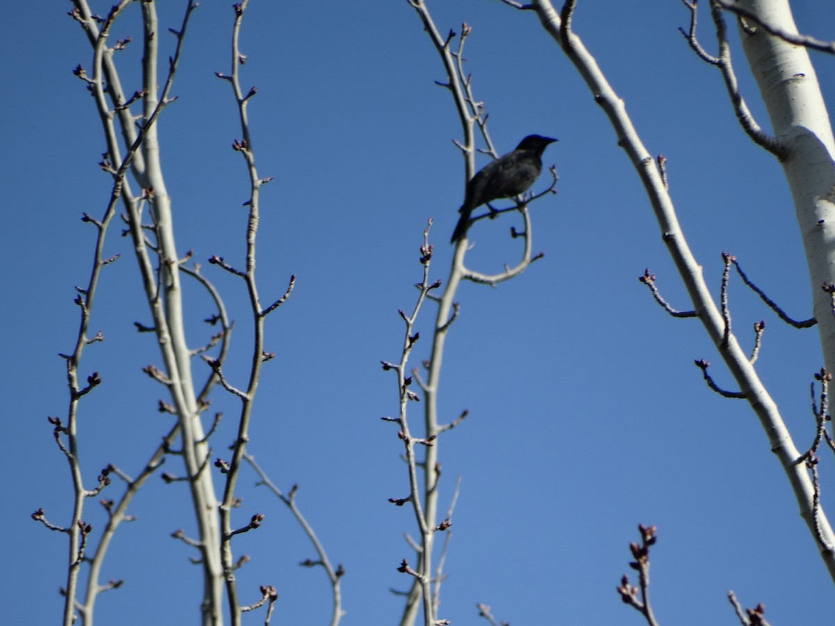Austral Blackbird - ML641795858