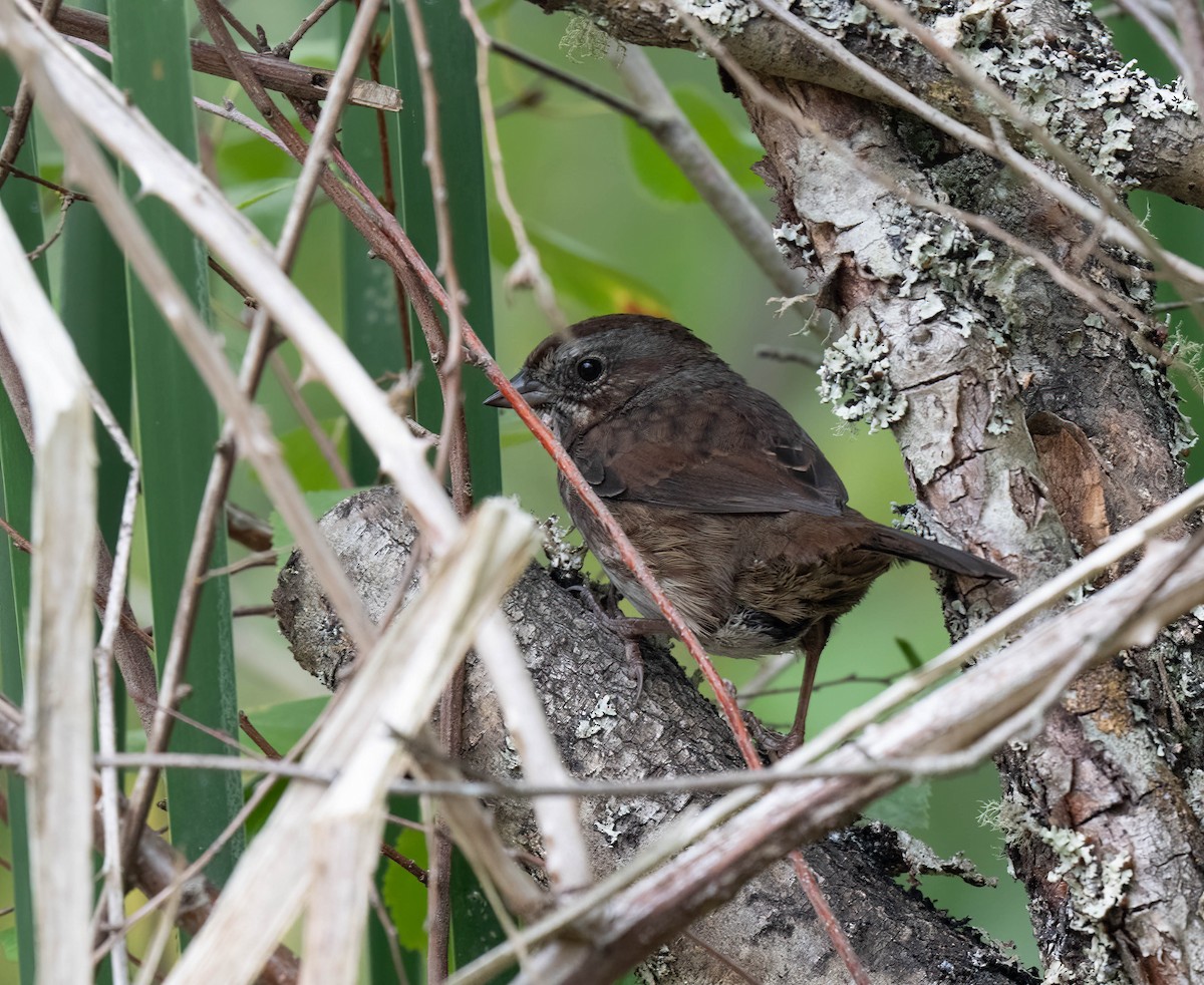 Song Sparrow - ML641795860