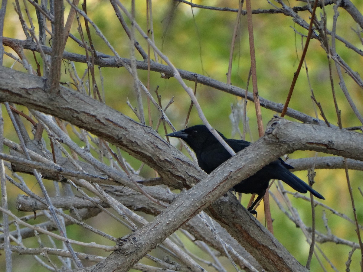Austral Blackbird - ML641795863
