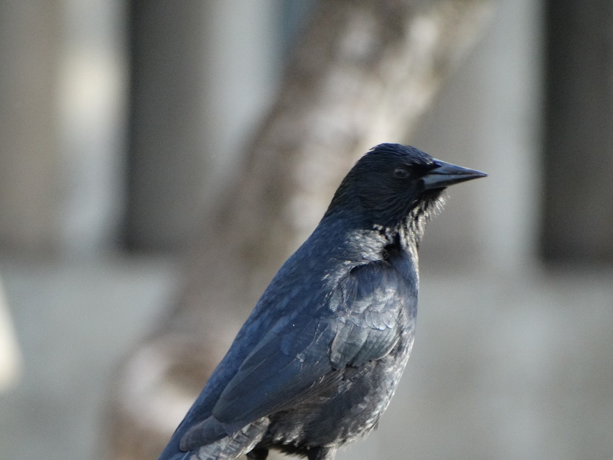 Austral Blackbird - ML641795864