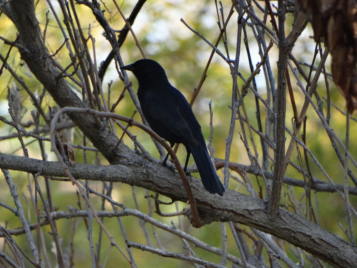 Austral Blackbird - ML641795865