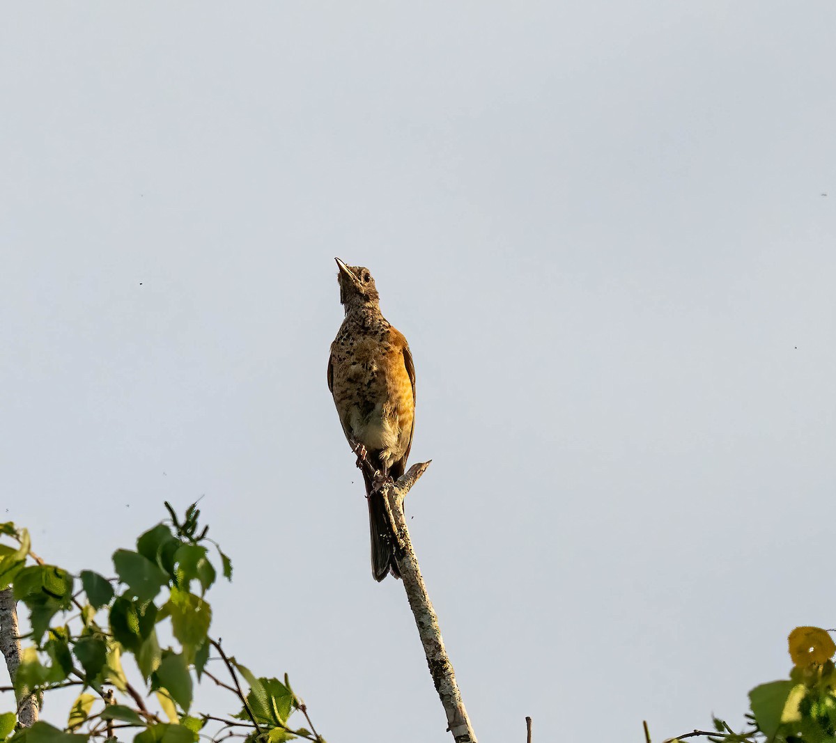 American Robin - ML641795873