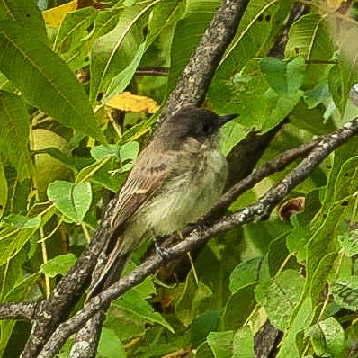 tyranovec domácí - ML641795879