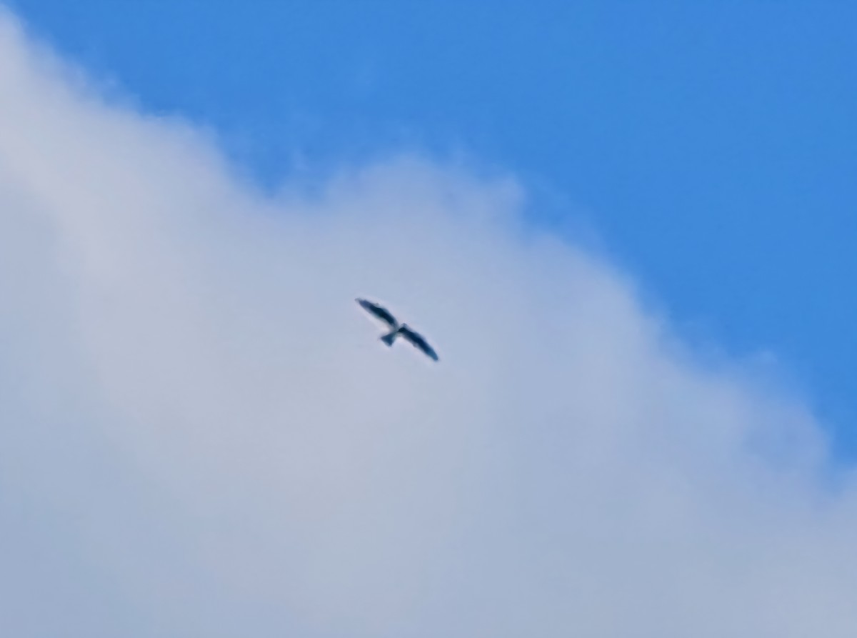 Mississippi Kite - ML641795881