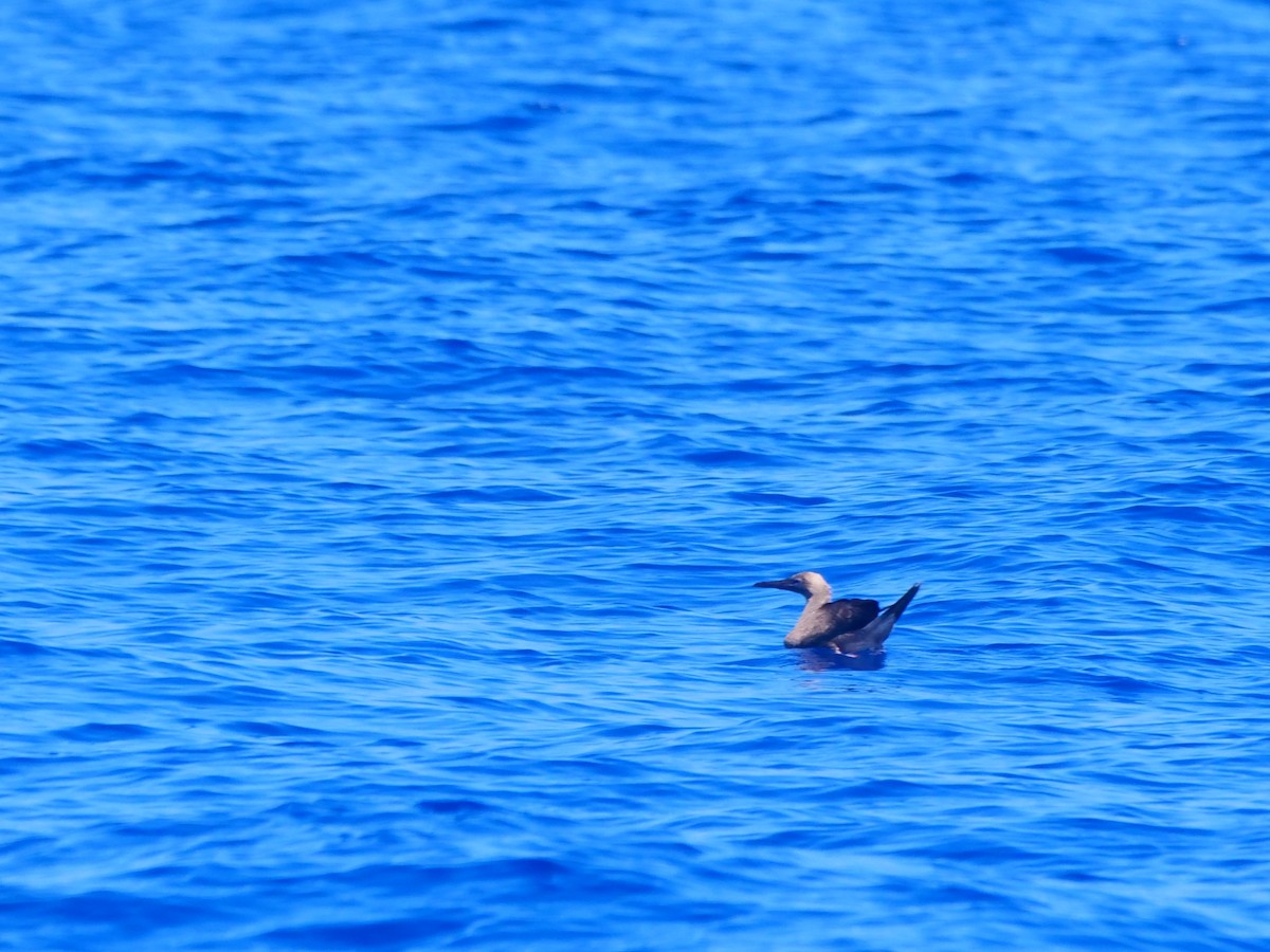 Red-footed Booby (Indopacific) - ML641795906