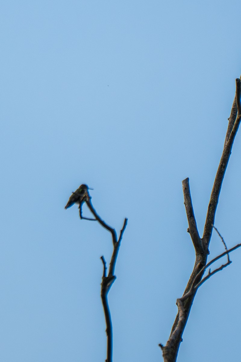 Ruby-throated Hummingbird - ML641795930