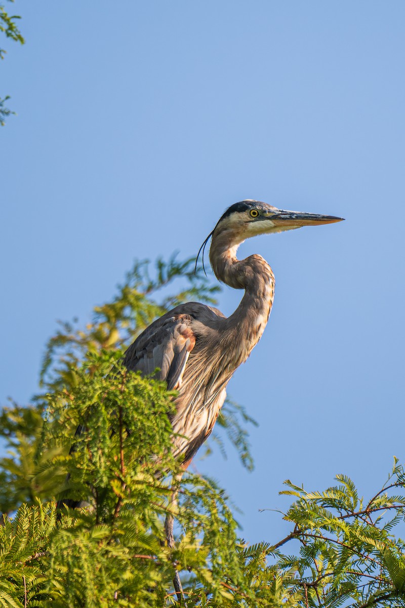 Great Blue Heron (Great Blue) - ML641795938