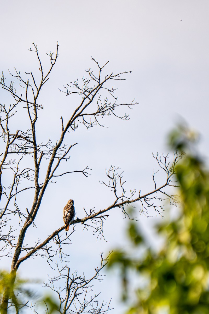 Red-tailed Hawk (borealis) - ML641795941