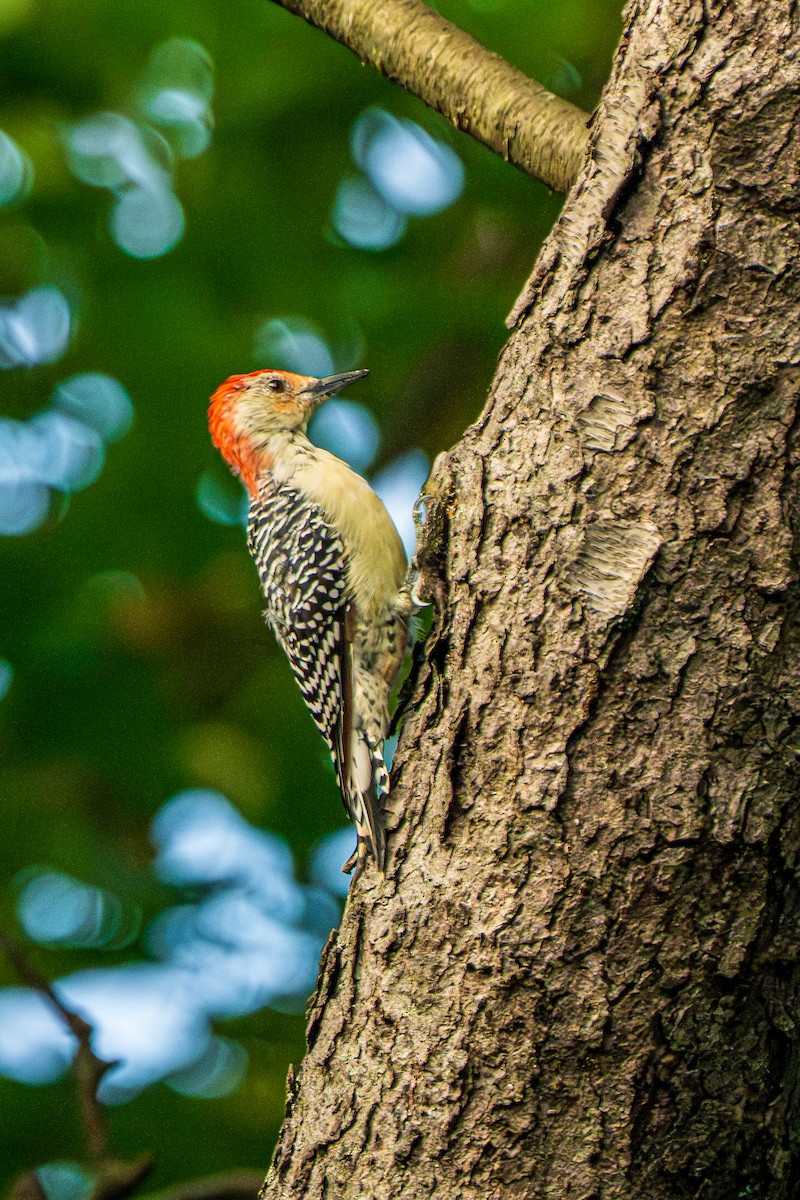 Red-bellied Woodpecker - ML641795947