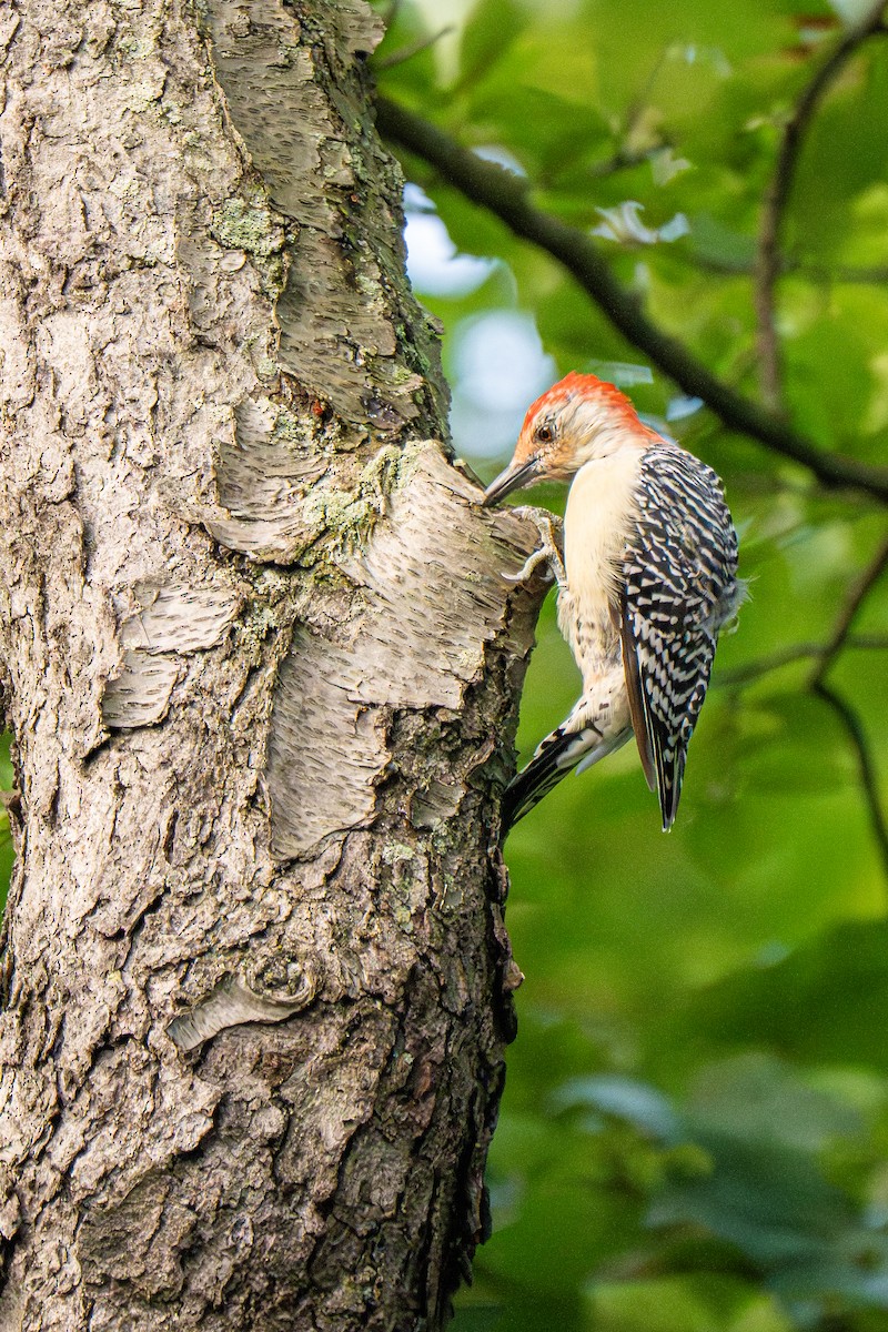 Red-bellied Woodpecker - ML641795948