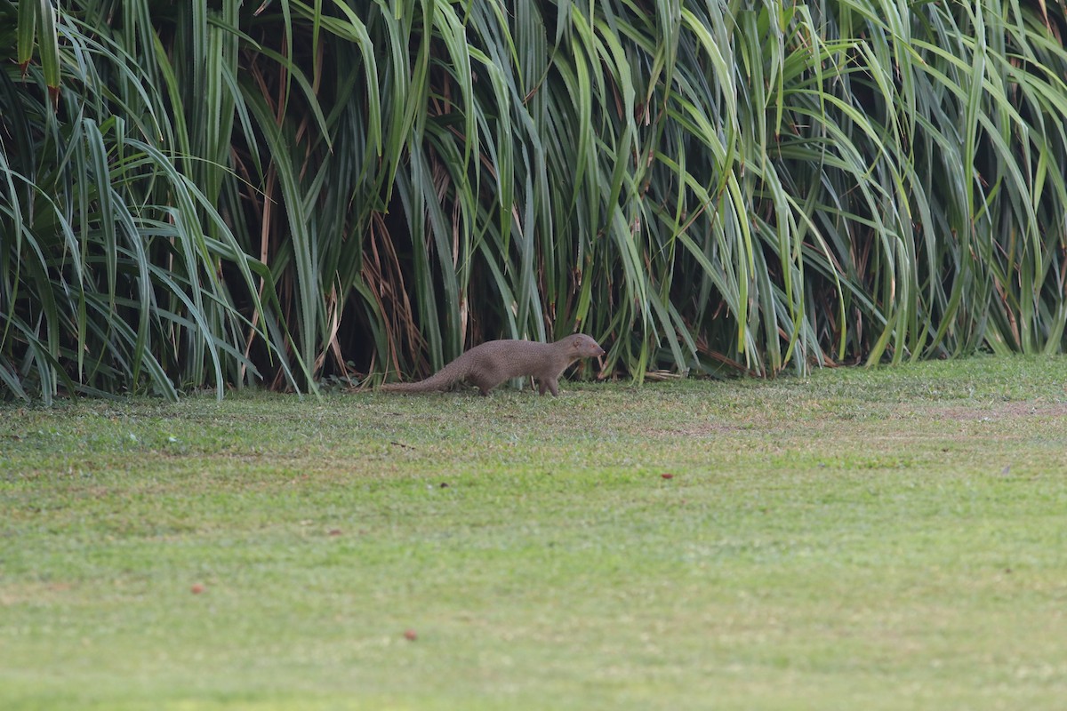 Sri Lankan Grey Mongoose - ML641795954