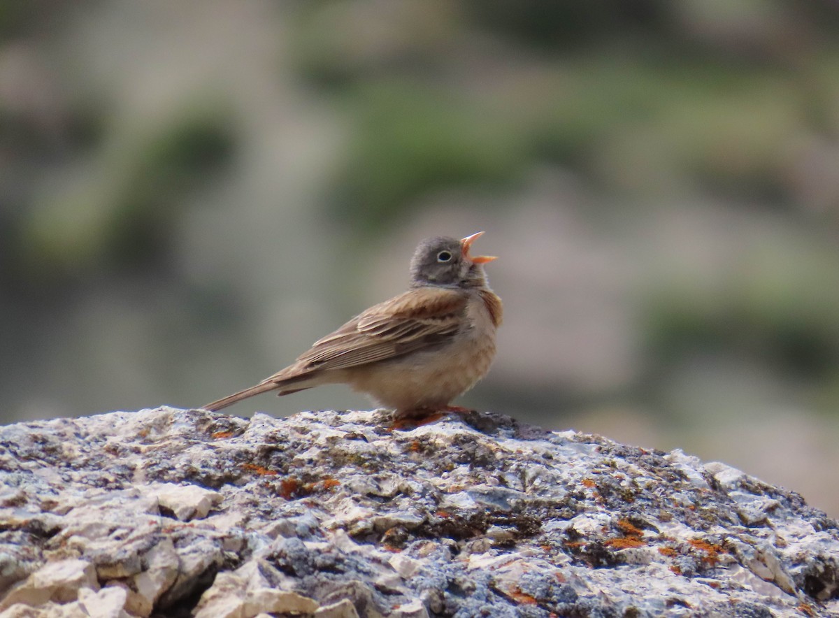 Gray-necked Bunting - ML641795965