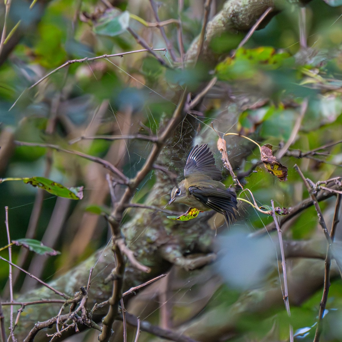 Black-throated Blue Warbler - ML641795983