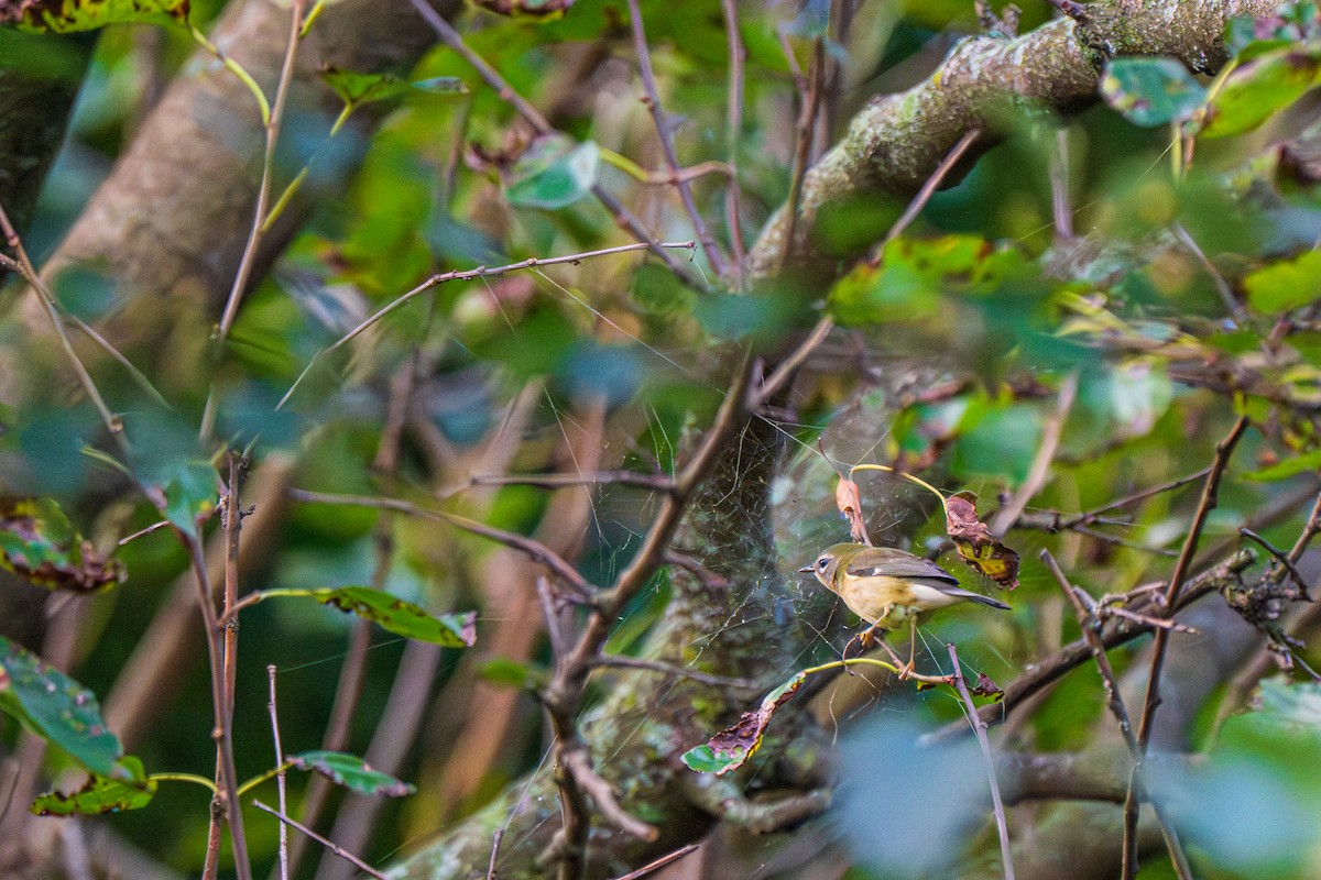 Black-throated Blue Warbler - ML641795984