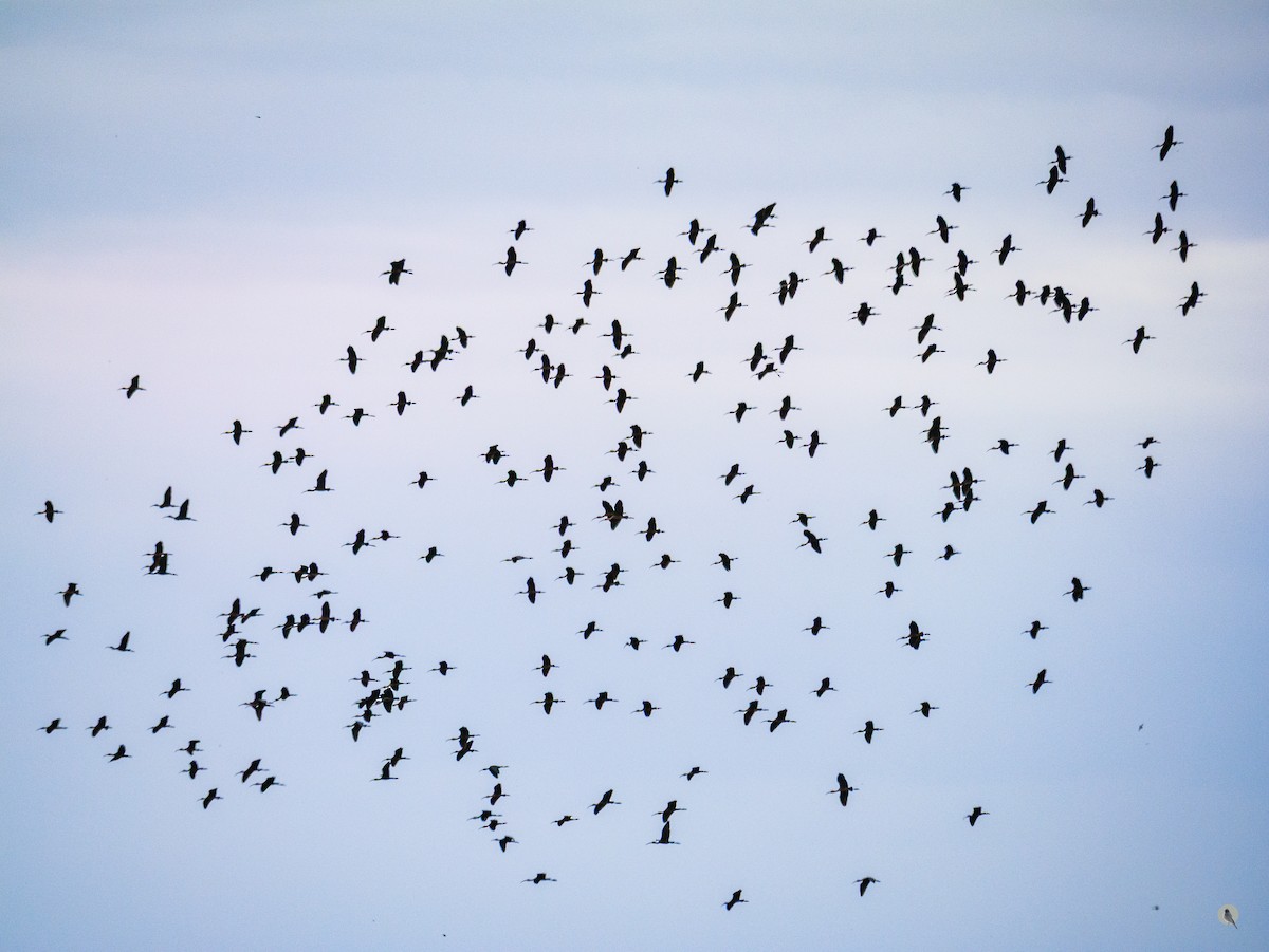 Glossy Ibis - ML641795989