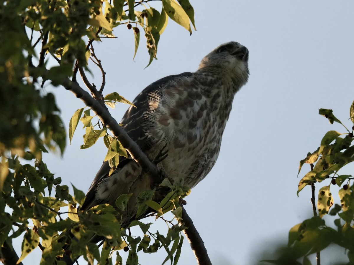 Mississippi Kite - ML641796016