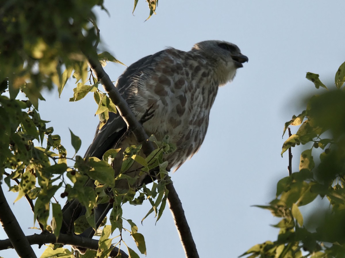 Mississippi Kite - ML641796018