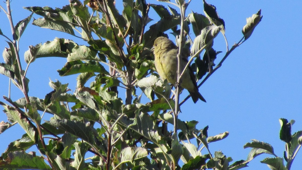 Hooded Siskin - ML641796039