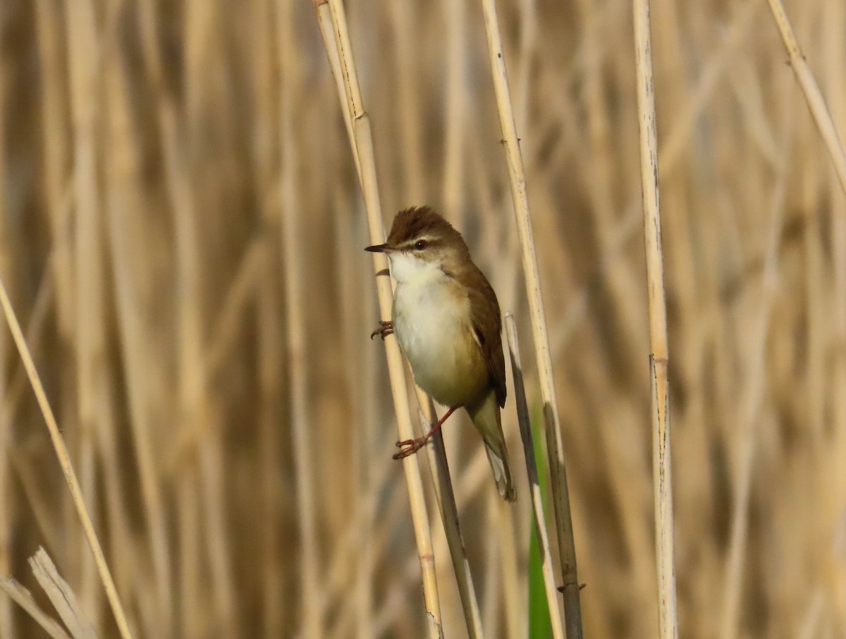 Paddyfield Warbler - ML641796046