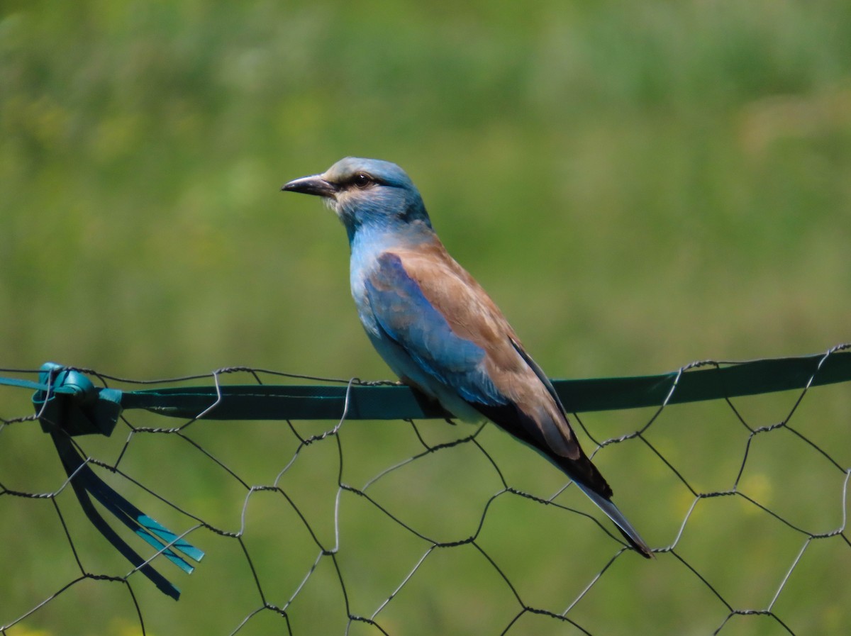 European Roller - ML641796067