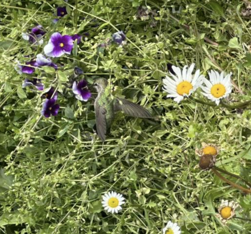 Anna's Hummingbird - ML641796106