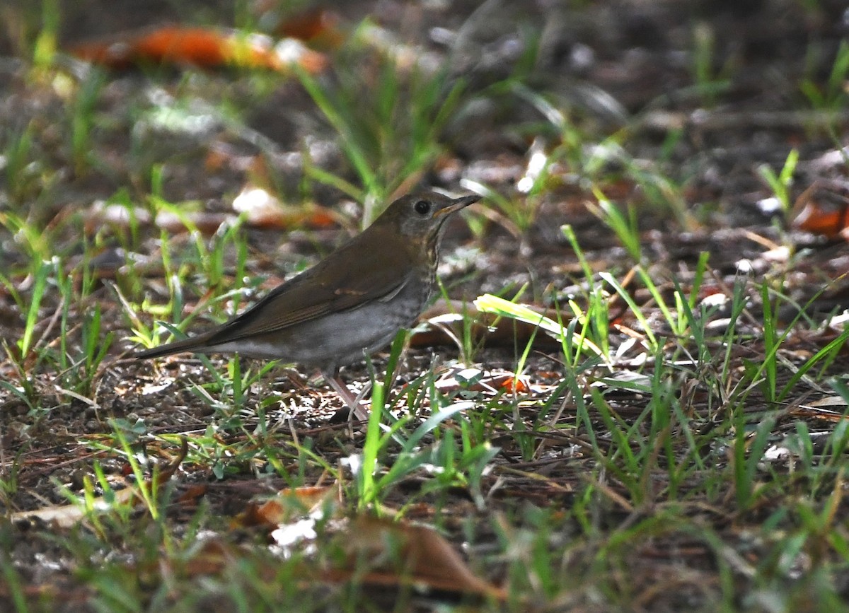Swainson's Thrush (Russet-backed) - ML641796127