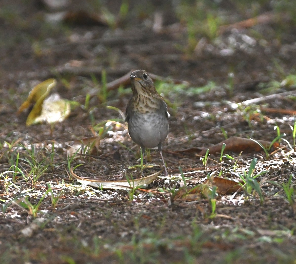 Swainson's Thrush (Russet-backed) - ML641796128