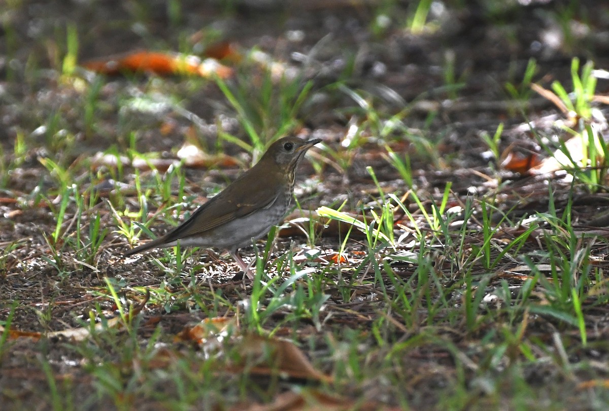 Swainson's Thrush (Russet-backed) - ML641796129