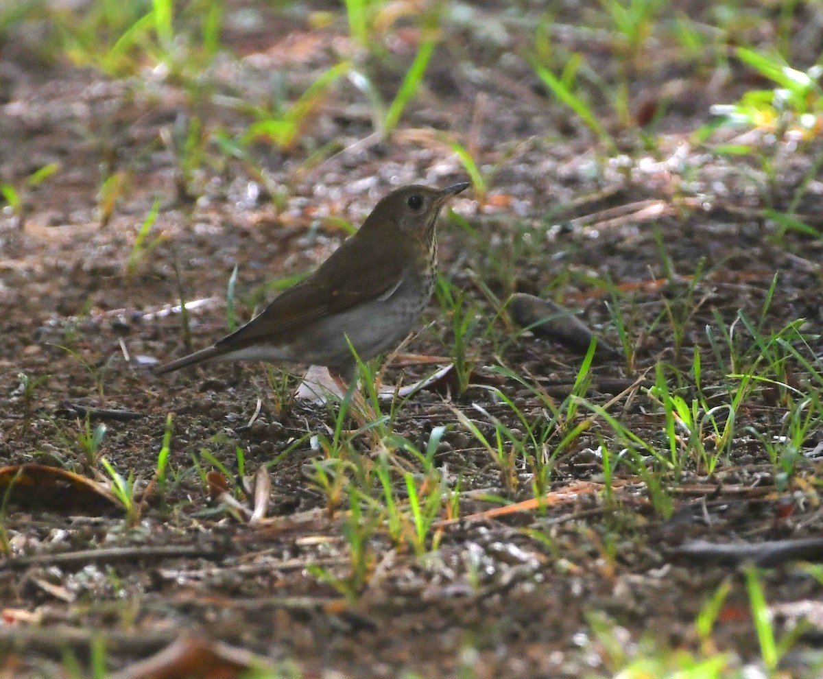 Swainson's Thrush (Russet-backed) - ML641796130