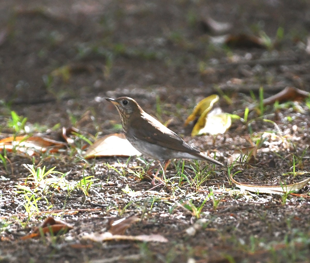 Swainson's Thrush (Russet-backed) - ML641796131