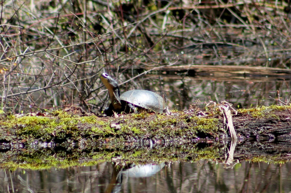 Blanding's Turtle - ML641796147