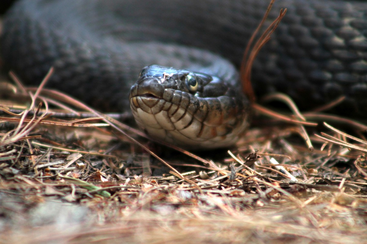 Northern Watersnake - ML641796148