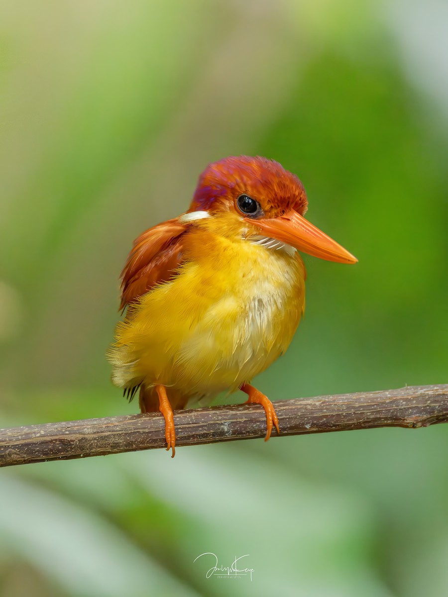 Rufous-backed Dwarf-Kingfisher - ML641796152