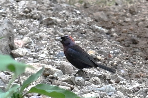 Varied Bunting - ML641796162