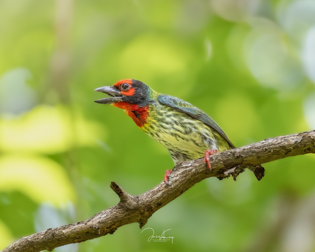 Kupferschmied-Bartvogel (roseus) - ML641796193