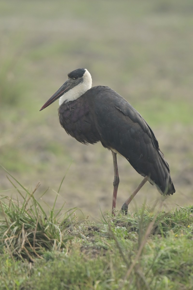 Asian Woolly-necked Stork - ML641796233