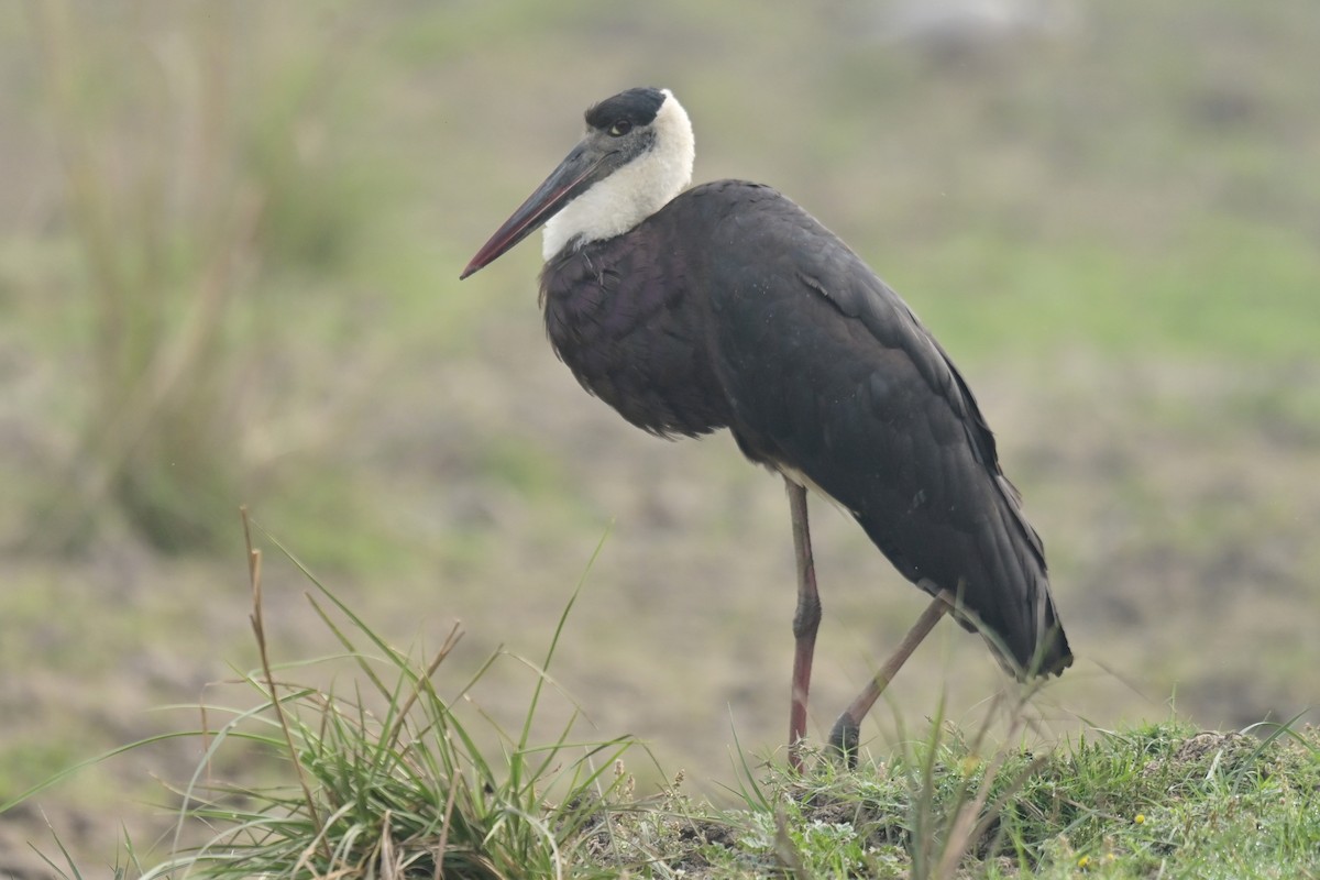 Asian Woolly-necked Stork - ML641796236