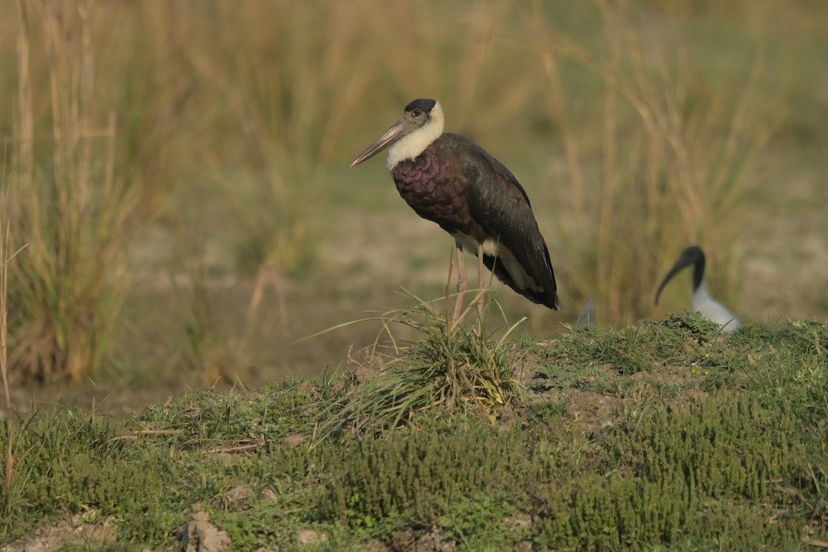 Asian Woolly-necked Stork - ML641796239