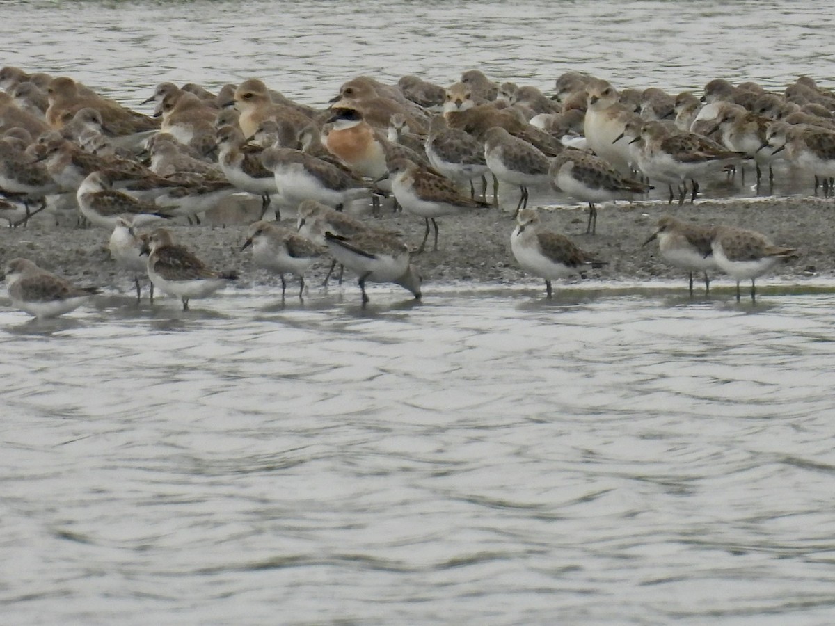 Tibetan Sand-Plover - ML641796243