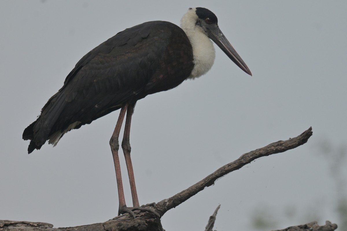 Asian Woolly-necked Stork - ML641796244