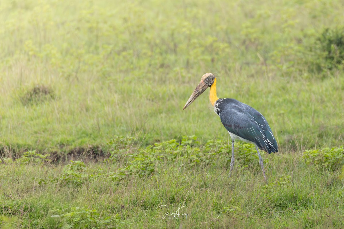 Lesser Adjutant - ML641796268