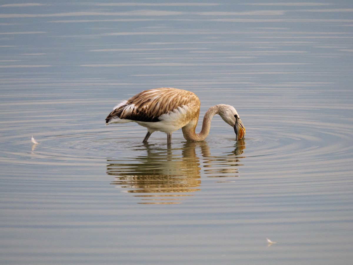 Flamant rose - ML641796281